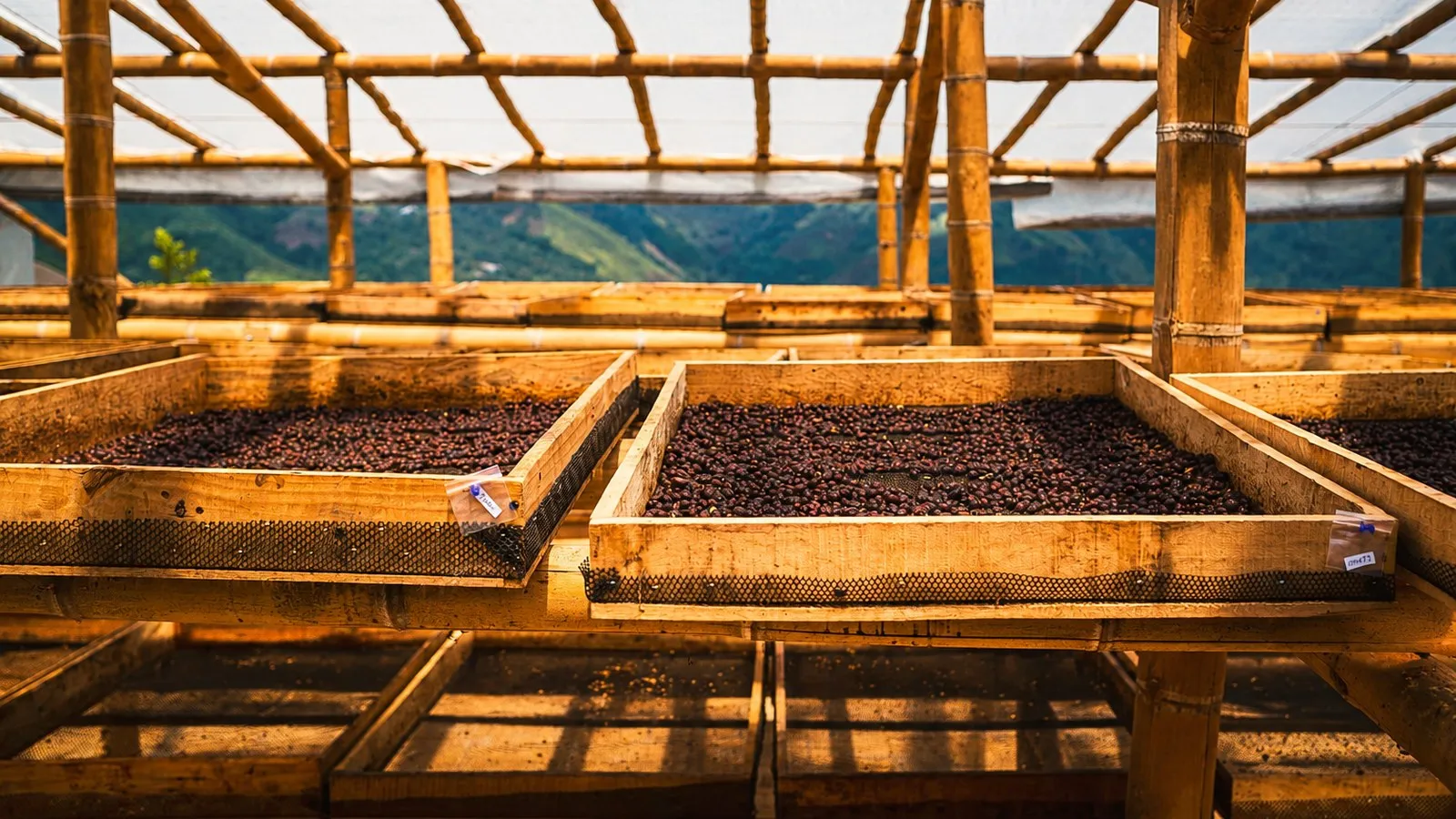 Coffee cherries drying on raised beds under a shaded bamboo structure